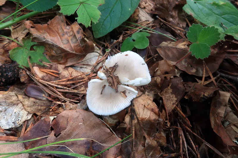 Amanita coryli 1 - IMG_6247